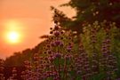 Purple Flower Sunrise von Hans-Werner Stapel