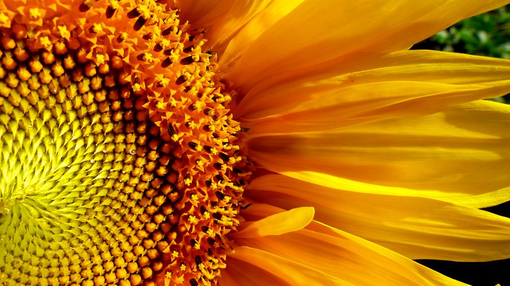 sunflower von Ute Szczepanski