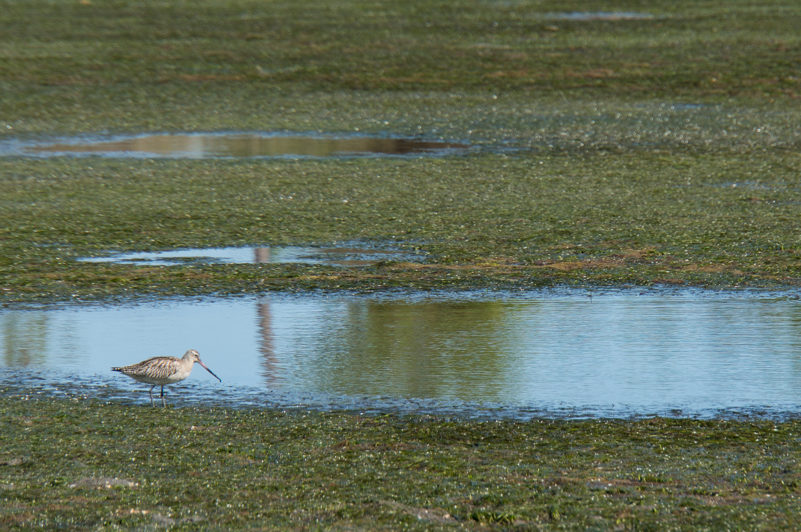 45Portugal2013 Parque Natural da Ria Formosa