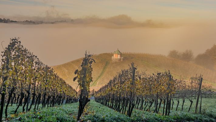 46-52 Novembermorgen in den Weinbergen