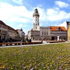 46.270 Krokusse zieren den Rathausturmplatz der alten Hansestadt Salzwedel