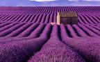 "Plateau de Valensole" von Jürg Homberger