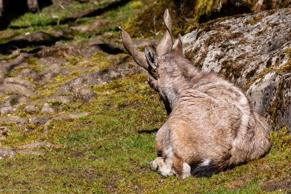46/52 Markhor-