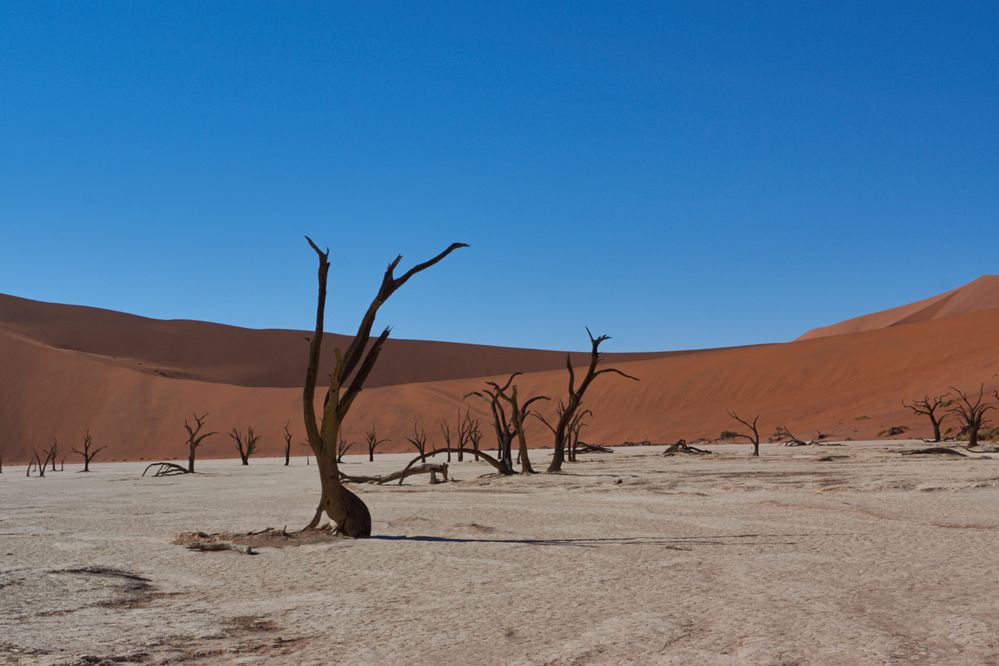 Namibia Deathvlei von Martin Gentner