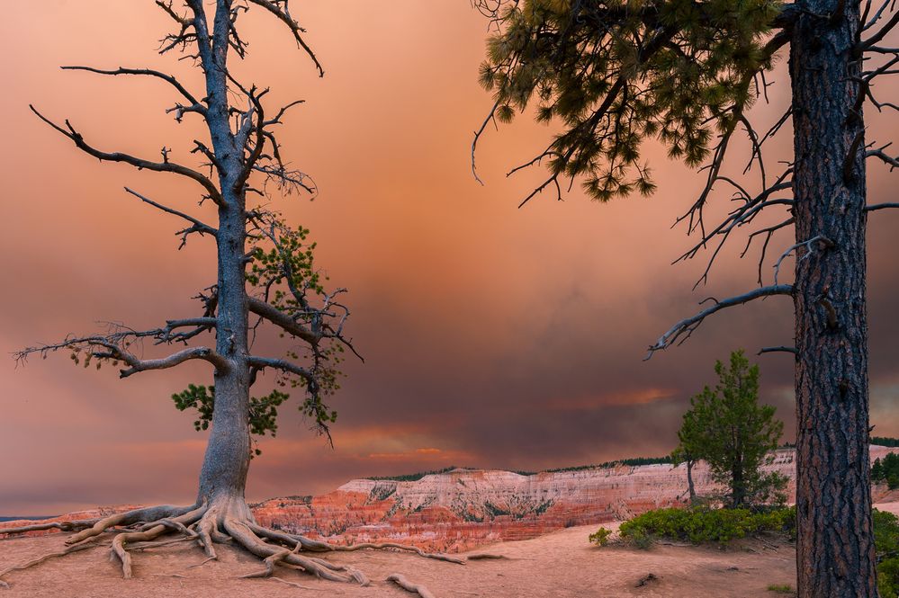 USA 2017 Brand im Bryce Canyon von Egbert Ransmann