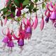 ... Fuchsie "Libelle" ....