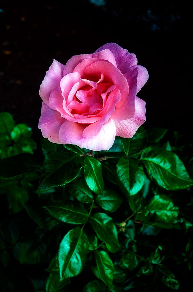 rosa sola de joaoone