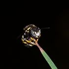 (4/7) Das Männchen einer Kleinen Harzbiene öffnet beim Wachwerden die Flügel ...