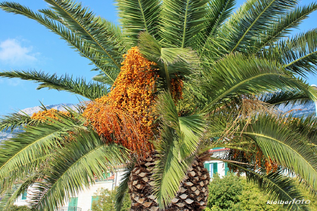 (471) palmenbaumfrüchte