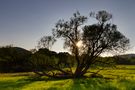 Baum in der Abendsonne by Wilcox