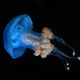 Blue Jellyfish 2 