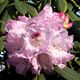Die zweite gr. Rhododendron-Blte im Februar