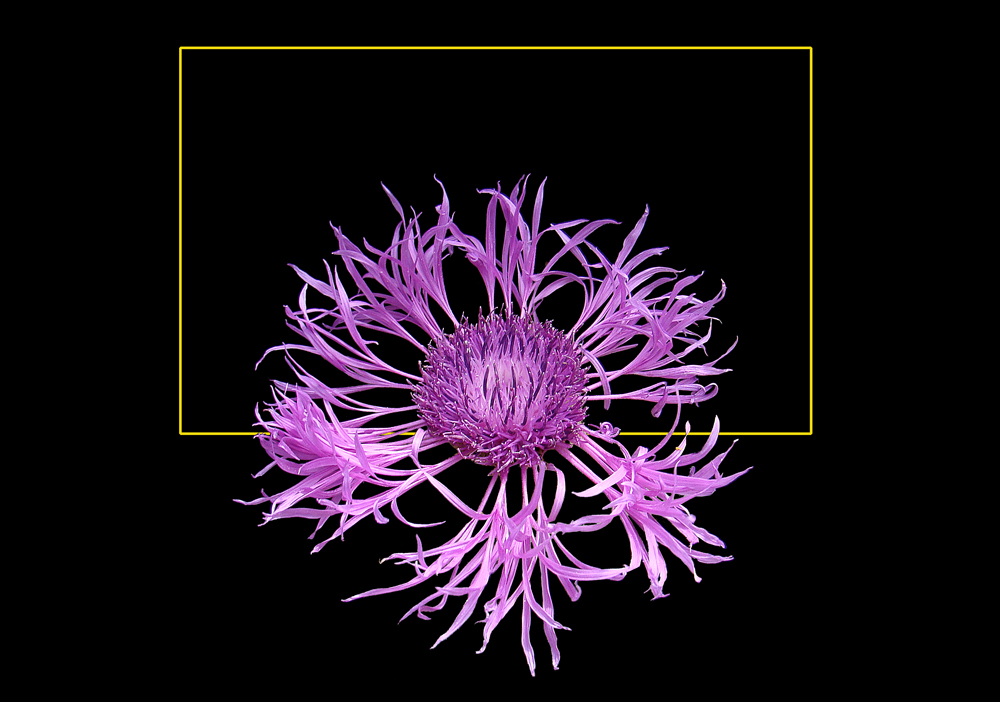 478 CENTAUREA