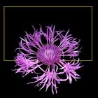 478 CENTAUREA