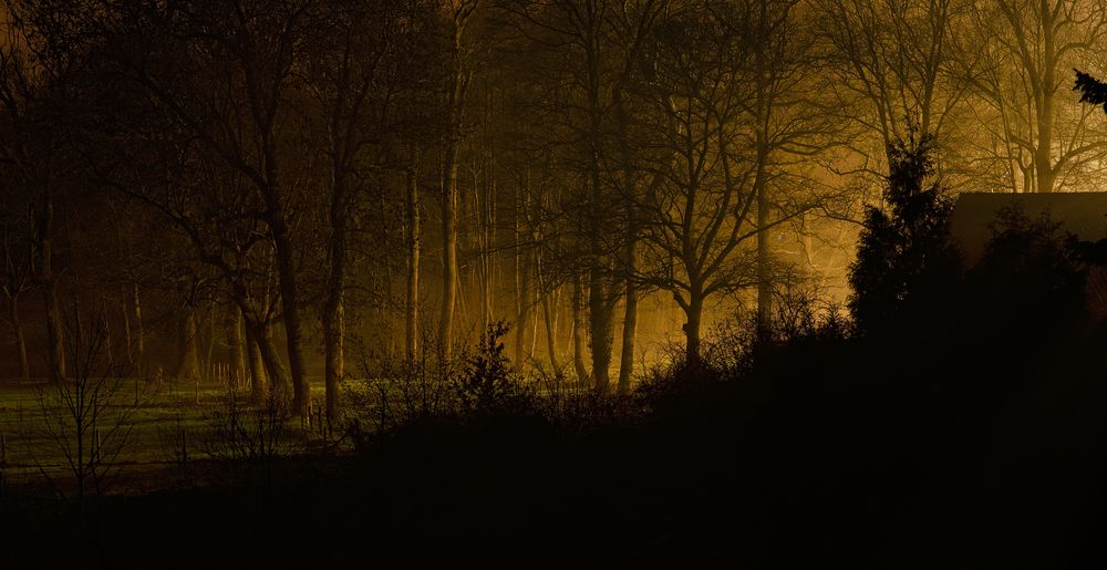 Die Stille im Wald von Werner Langen