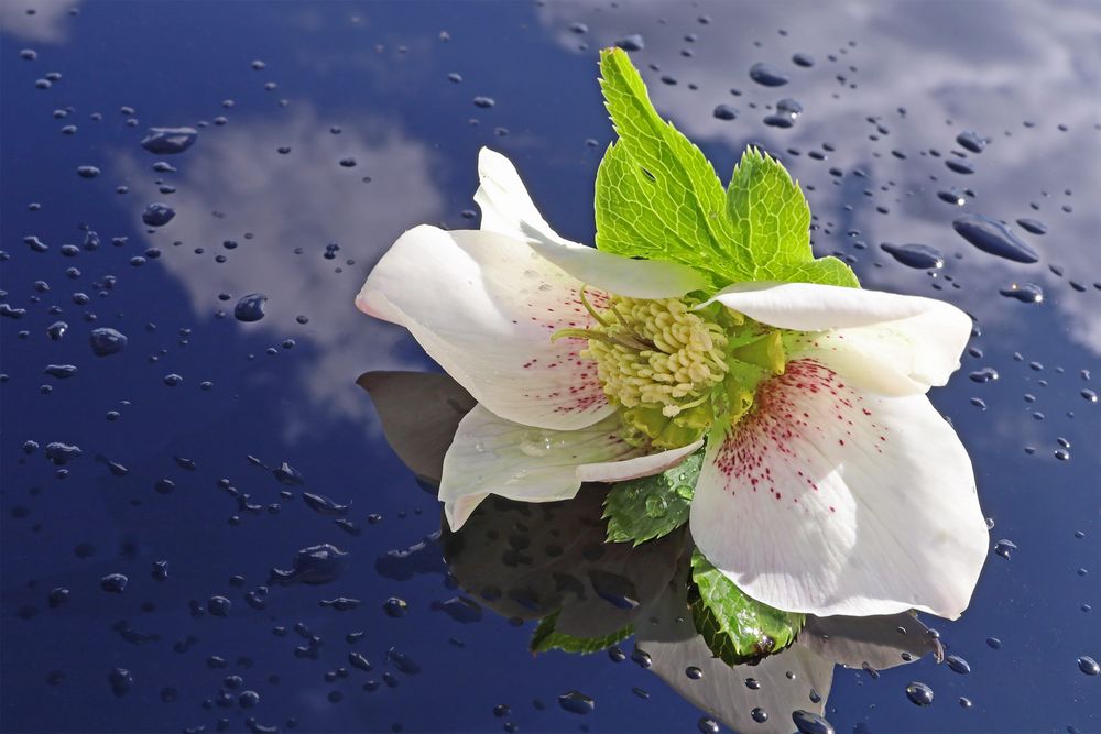 Lenzrose Bild & Foto von Anita Holtappels aus 04 Ostern Fotografie