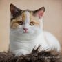 Britisch Kurzhaar Kitten / 11 von Heidi Bollich 