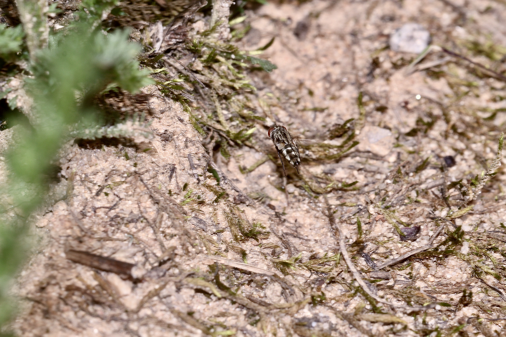 (48) "Beifang" aus der Wildbienenkolonie in Neukappl/Opf., Sommer 2019