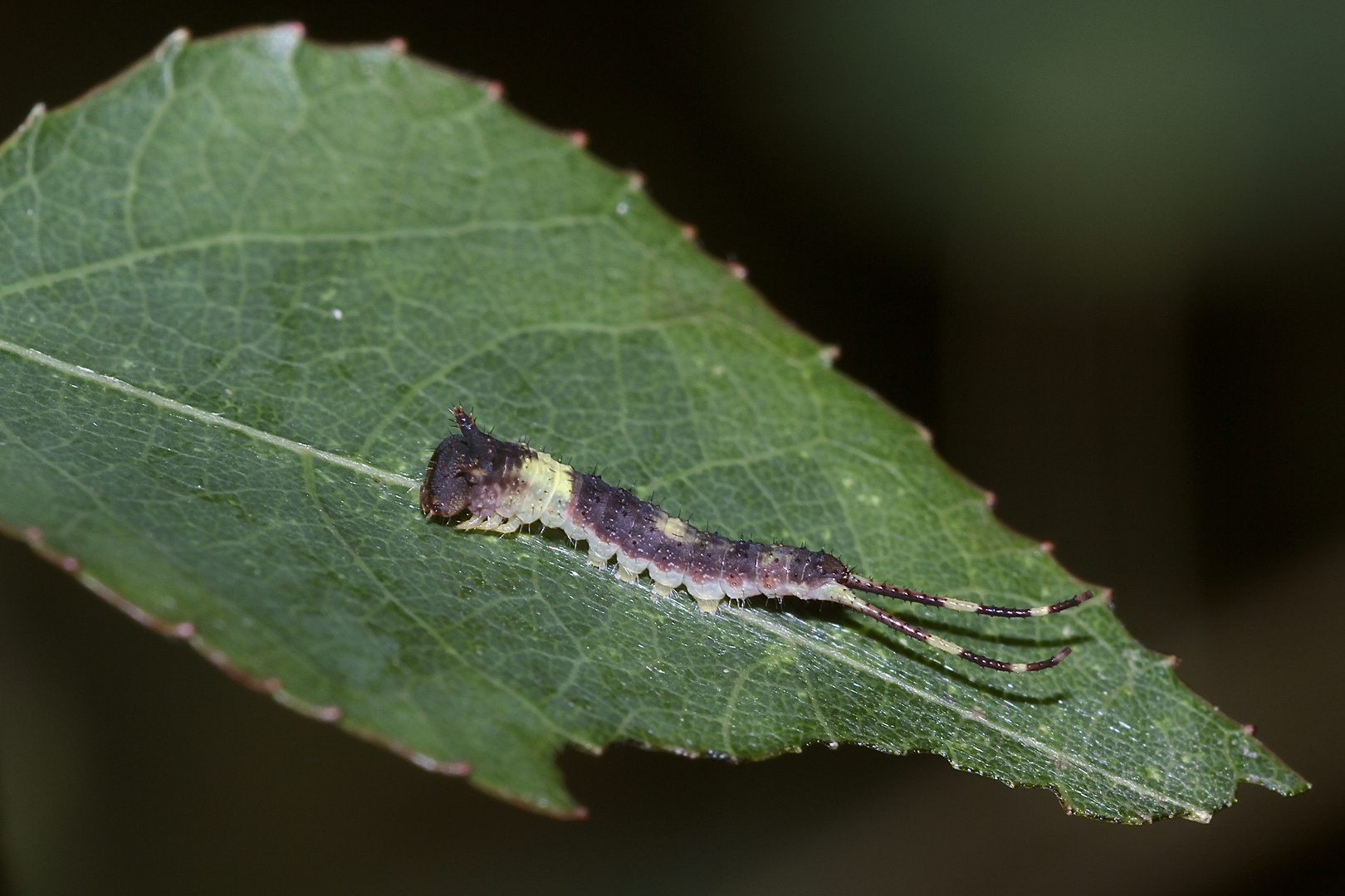 (4/8) Die Raupe des Espen-Gabelschwanzes (Furcula bifida)