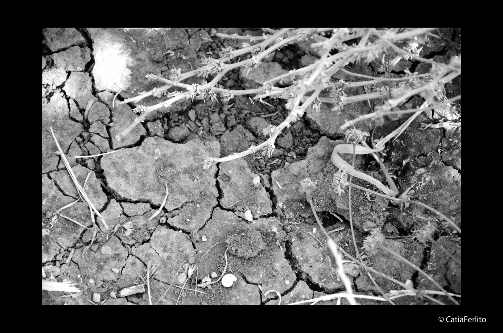 48° il caldo e la sete della terra