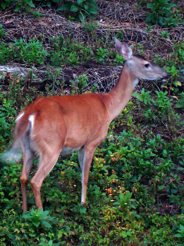 Bambi in my Backyard