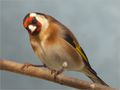 Hello Goldfinch by FMW51