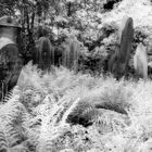 4857Q Judenfriedhof  IR