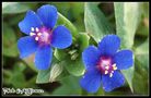 Tiny Blue Flowers by aziyacamur 