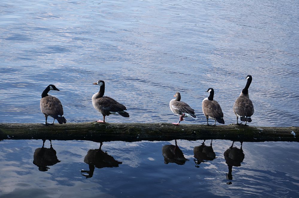 Frühpläuschchen an der Alster von AnChy 