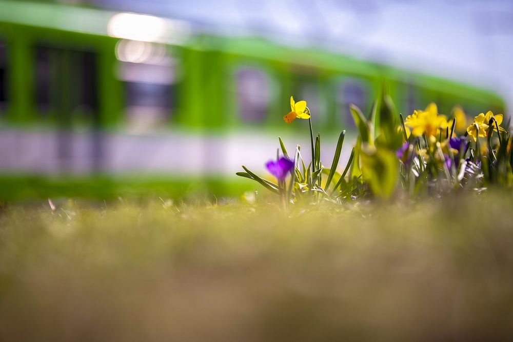 Frühling am Gleisbett von Susanne Großnick