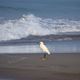 Garzeta comun (Egretta Gracetta)