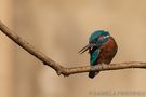 Kingfisher / Eisvogel by Daniela Friedrich