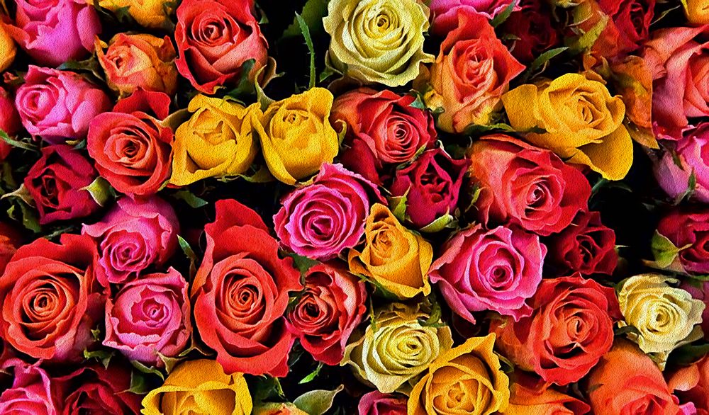 Rosas de Colores 2 de Julian Medina Ronga
