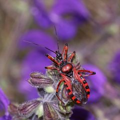 (4/9) Die Rote Mordwanze (Rhynocoris iracundus)