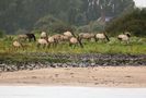 Wildpferdeherde am Niederrhein  Rees-Nimwegen von Lupon