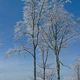 Im Land der Eisknigin