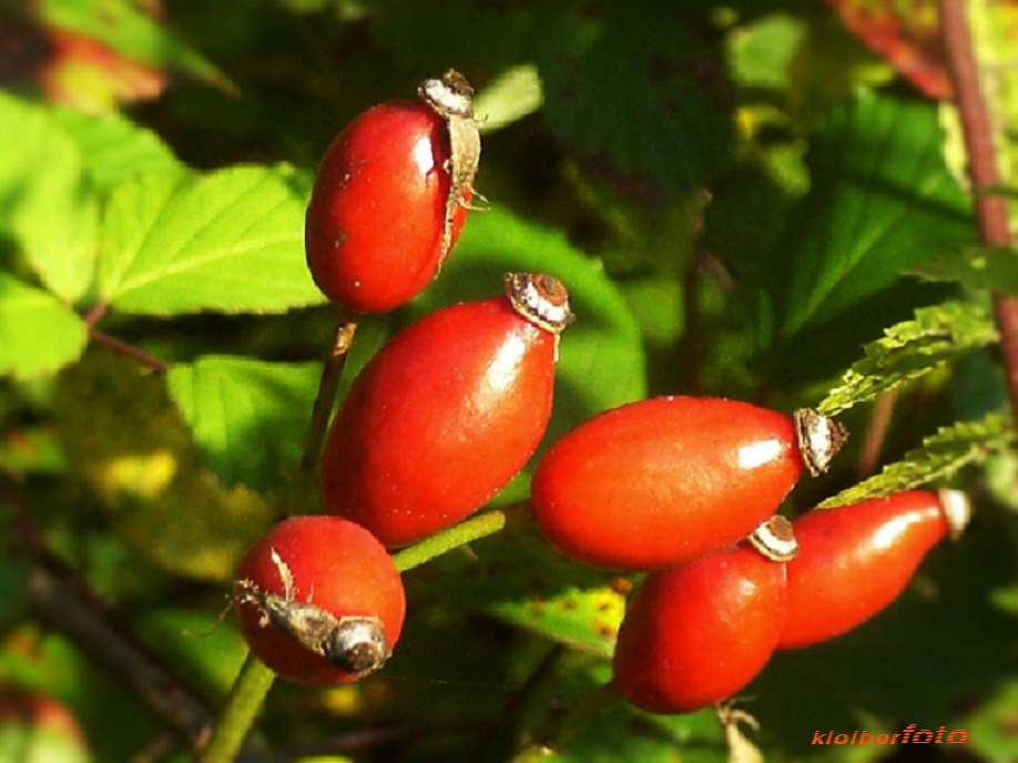 (491) schönheiten im herbst 1