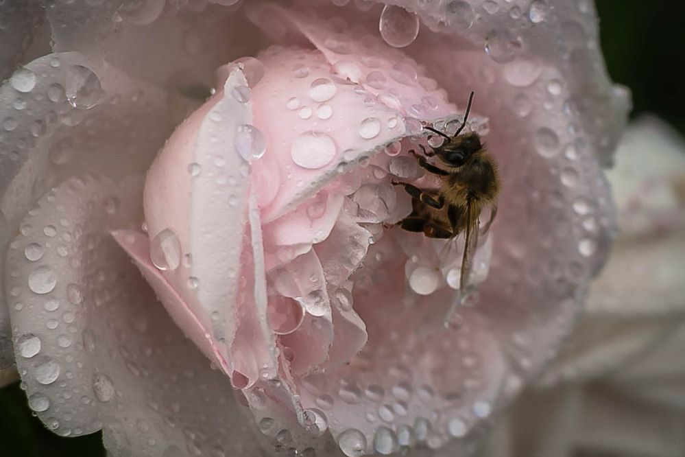 Rose mit Bienchen von Hanna Hermanowski