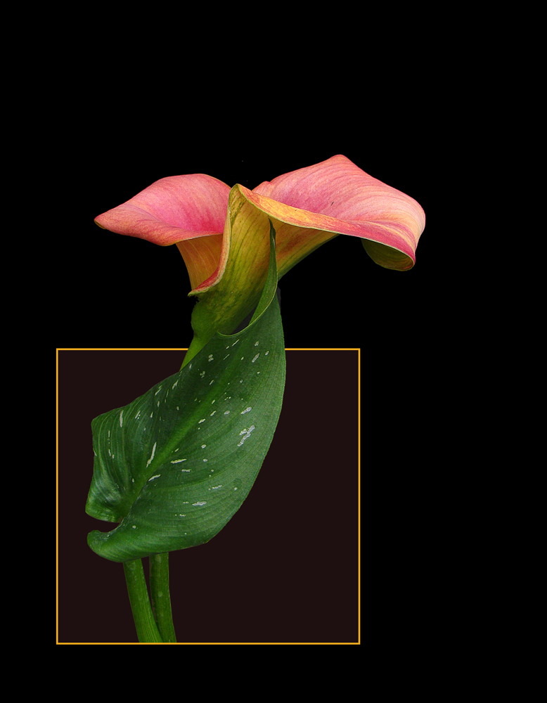 493 CALLA