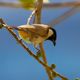 White-cheeked bulbul