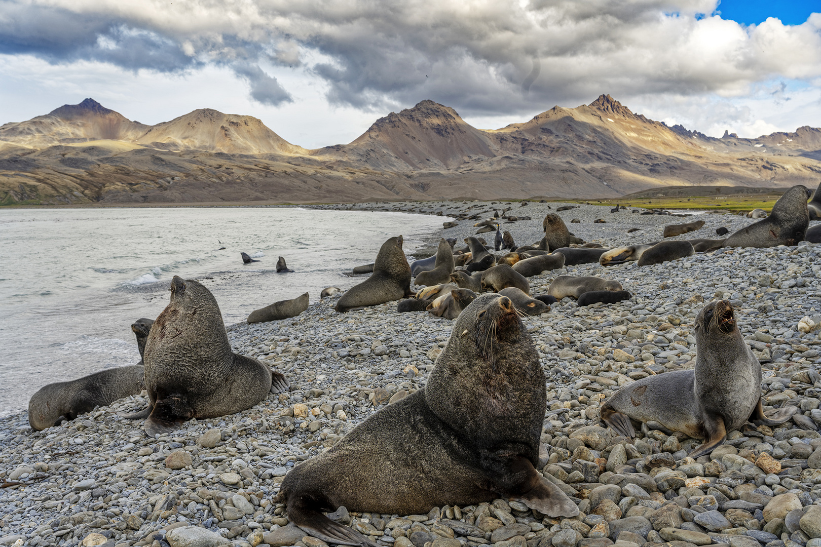 4959TZ Fortuna Bay Landschaft Südgeorgien Seelöwen