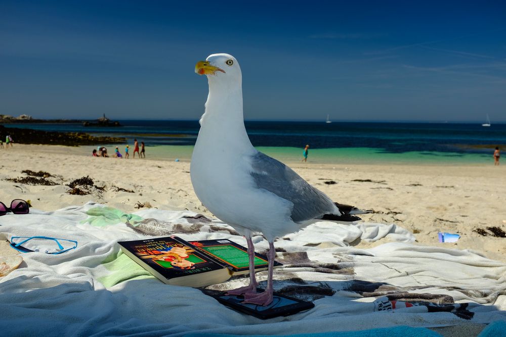 Möwe auf Kindle Reader - sehr nah! von Funkraft 