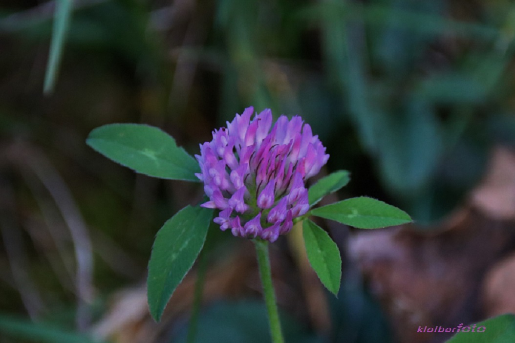 (498) novemberblüten 3