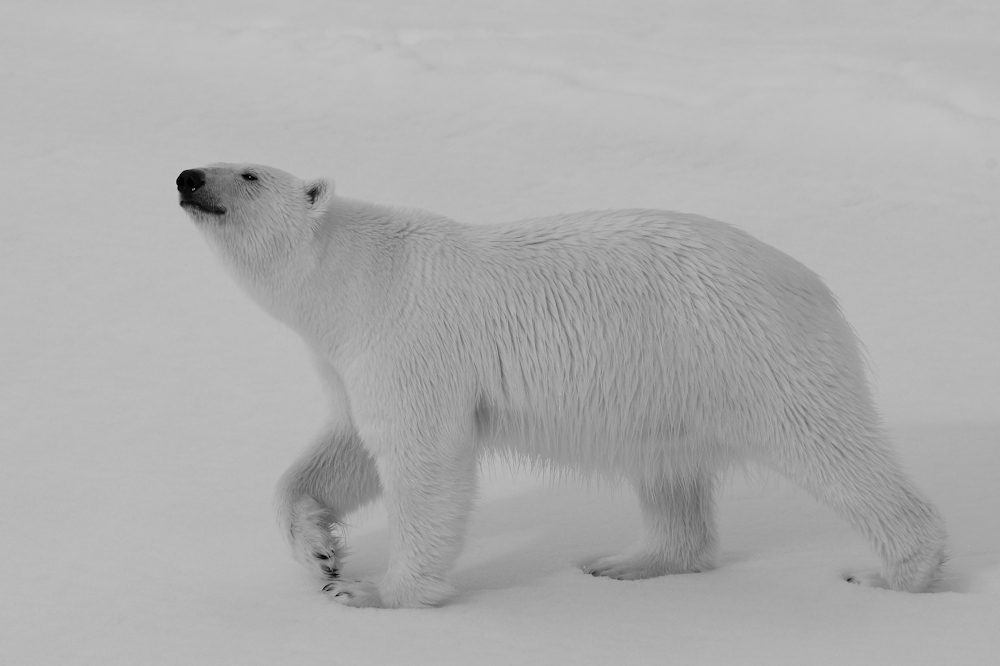 Eisbär von Peter Smiarowski 