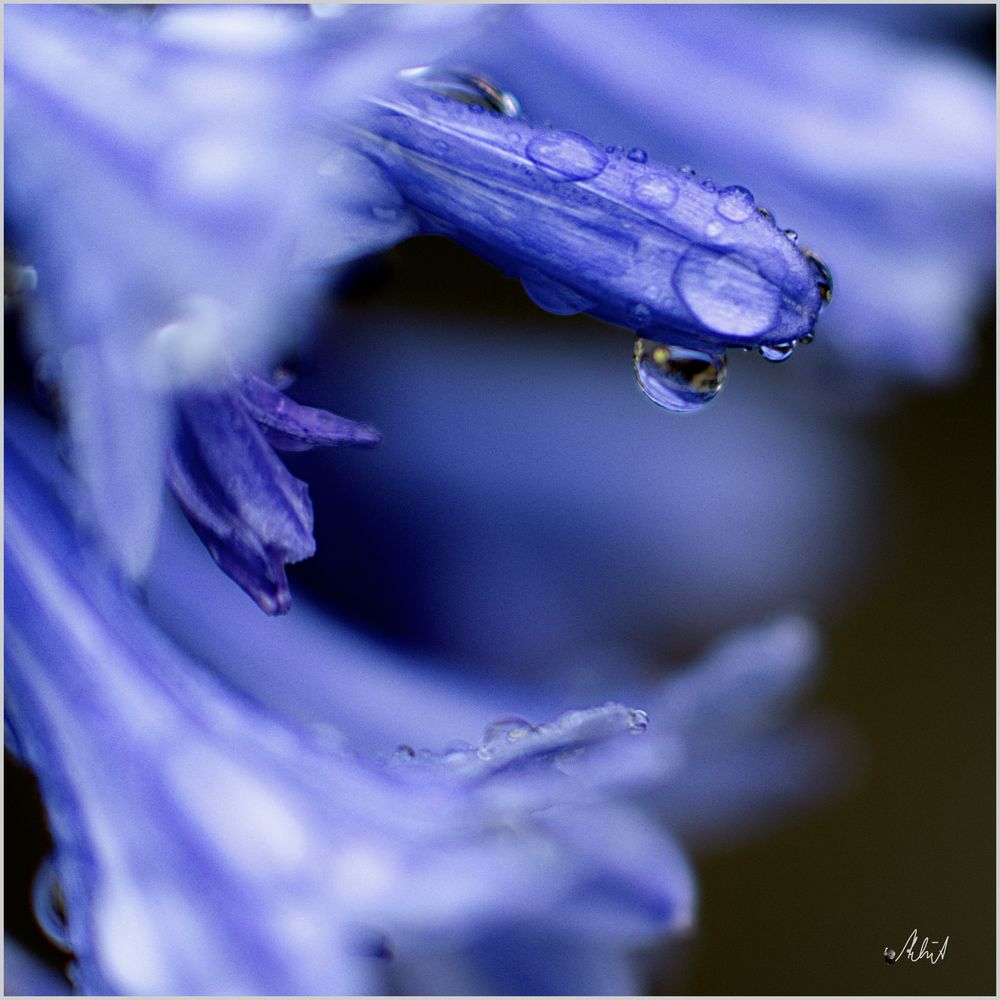 4998   *** Agapanthus im Regen   ___