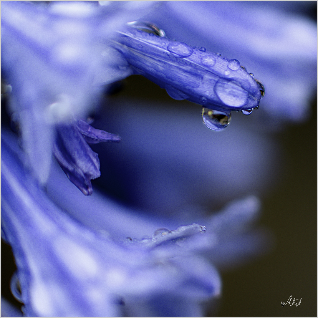 4998   *** Agapanthus im Regen   ___