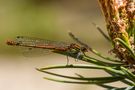 Frühe Adonislibelle von NaturaFoto