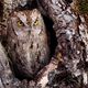 Otus scops