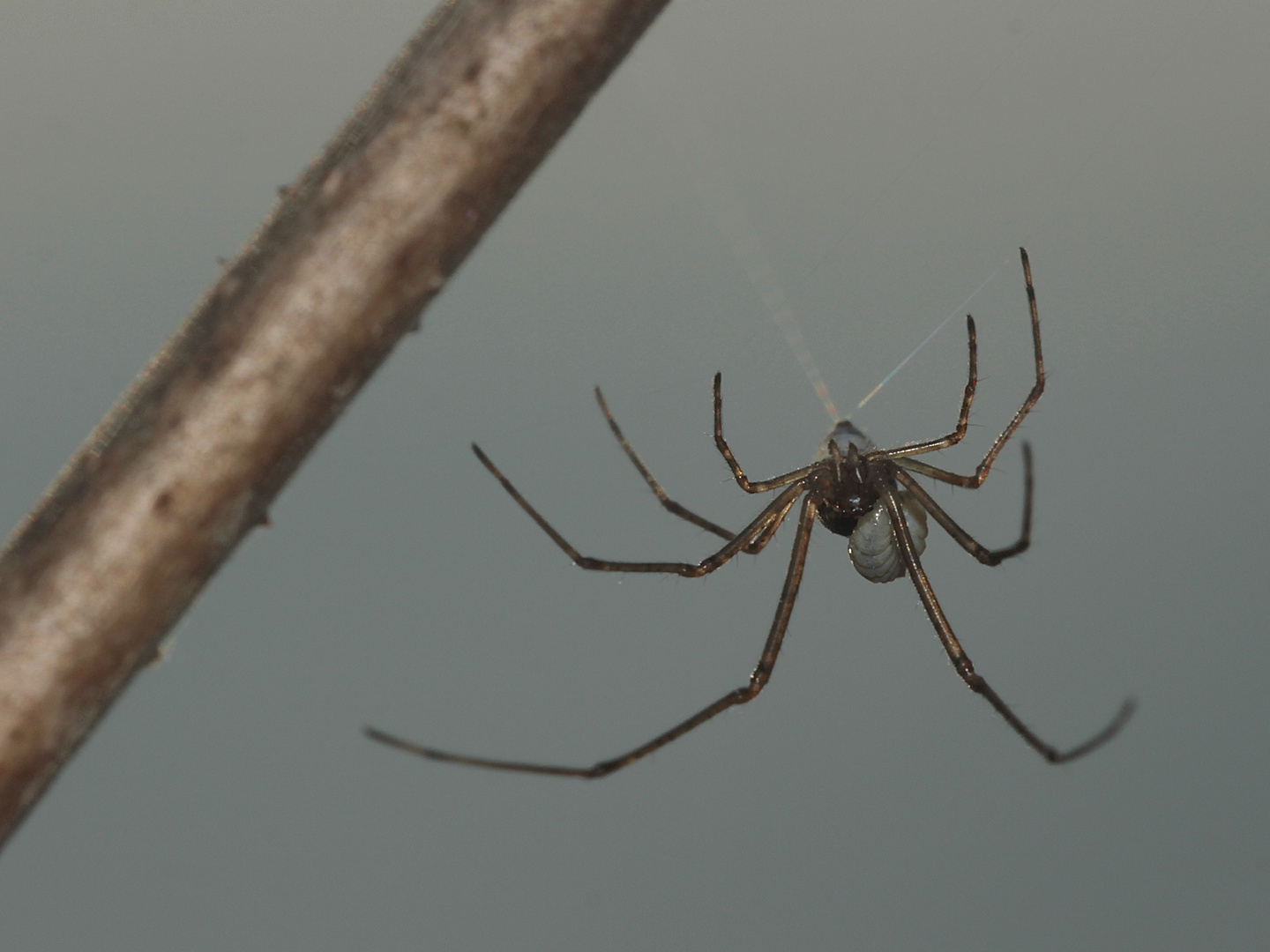 (4a) SPINNENPARASITEN - Acrodactylus cf. degener (?) an Tetragnatha montana