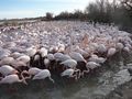 Un troupeau de Flamants de Rose10 